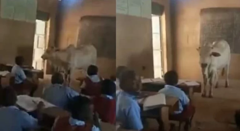 Teacher Brings Big Live Cow To Classroom To Teach Pupils About Its Parts - WATCH