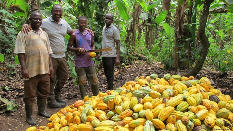Akufo-Addo Has Dissipated GH₵29 million Set Aside For Cocoa Farmers - NDC MPs Backs Mahama