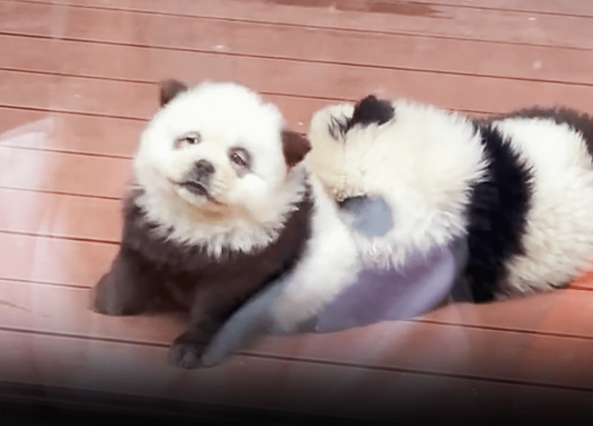 Panda Dogs Chinese zoo dyeing dogs To Look like Pandas The Unusual